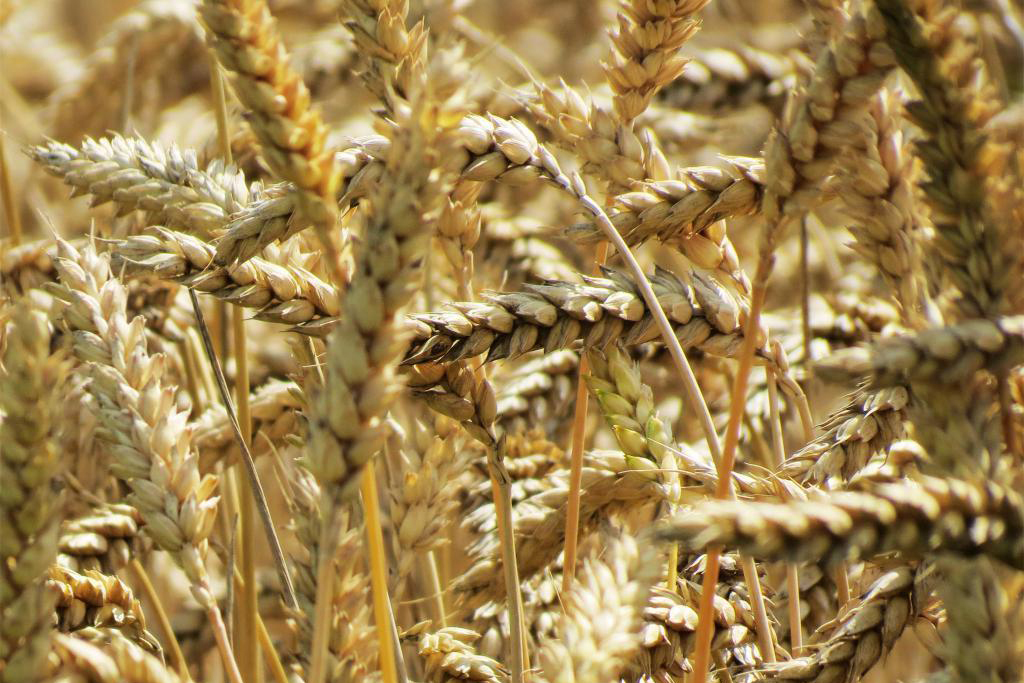 Wheat